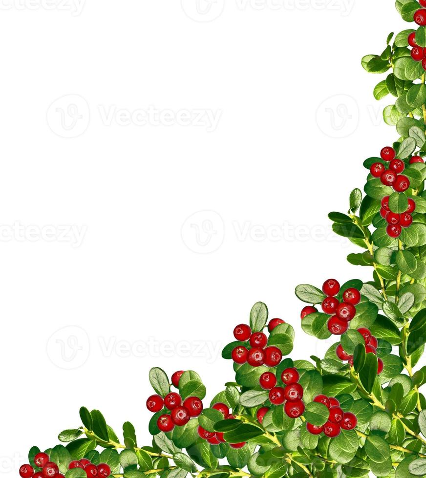 cowberry isolated on white background photo