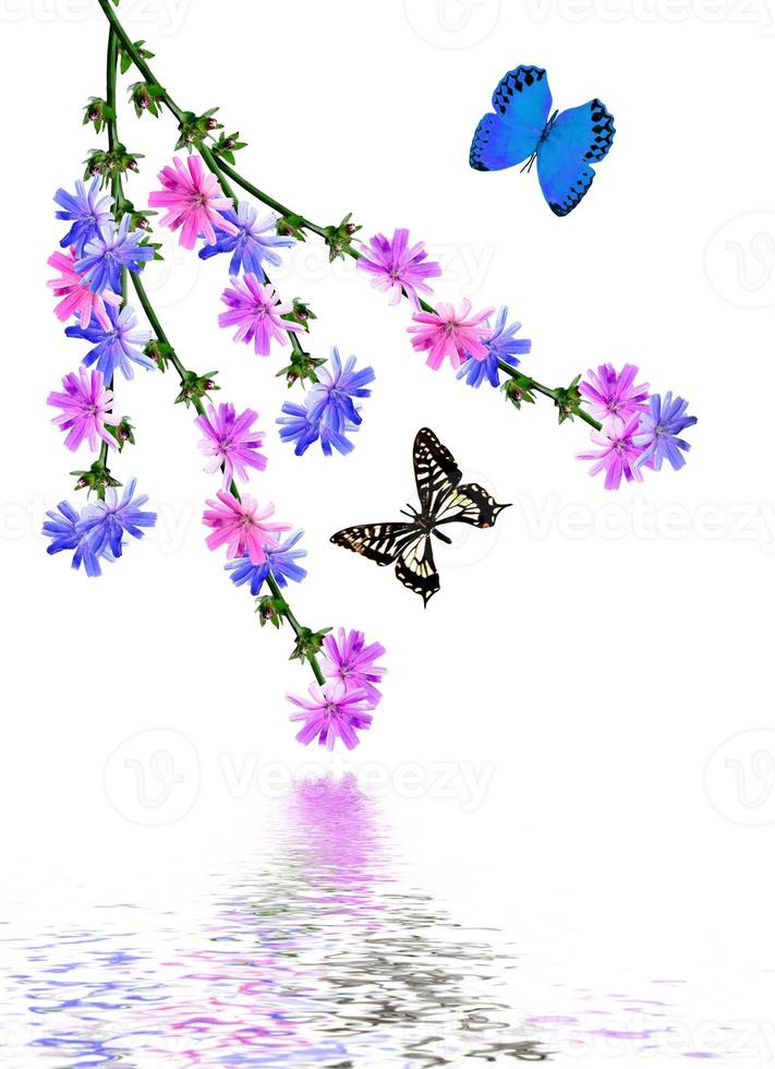 Flowers cornflowers isolated on white background. butterflies photo