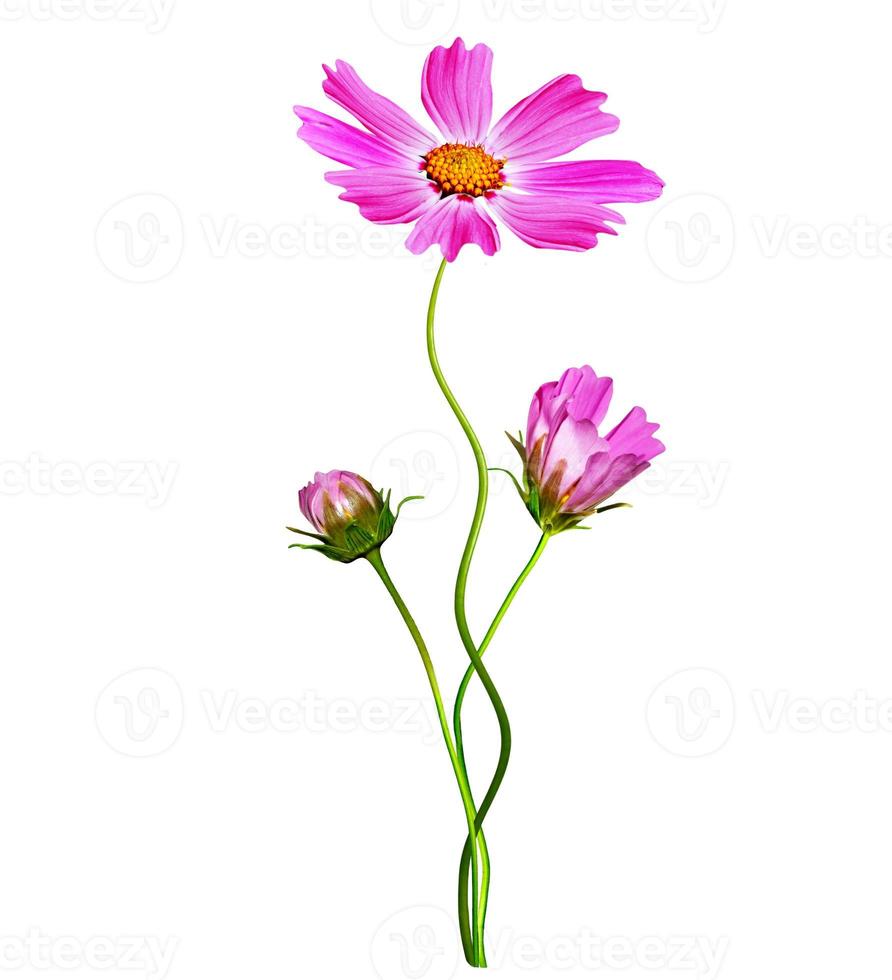Cosmos flowers isolated on white background. photo