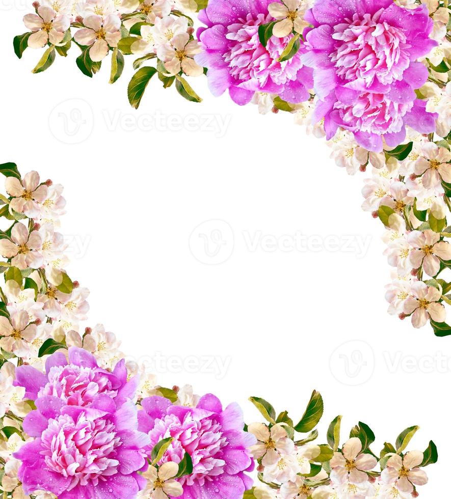 Flowering branch of apple isolated on a white background. Spring photo