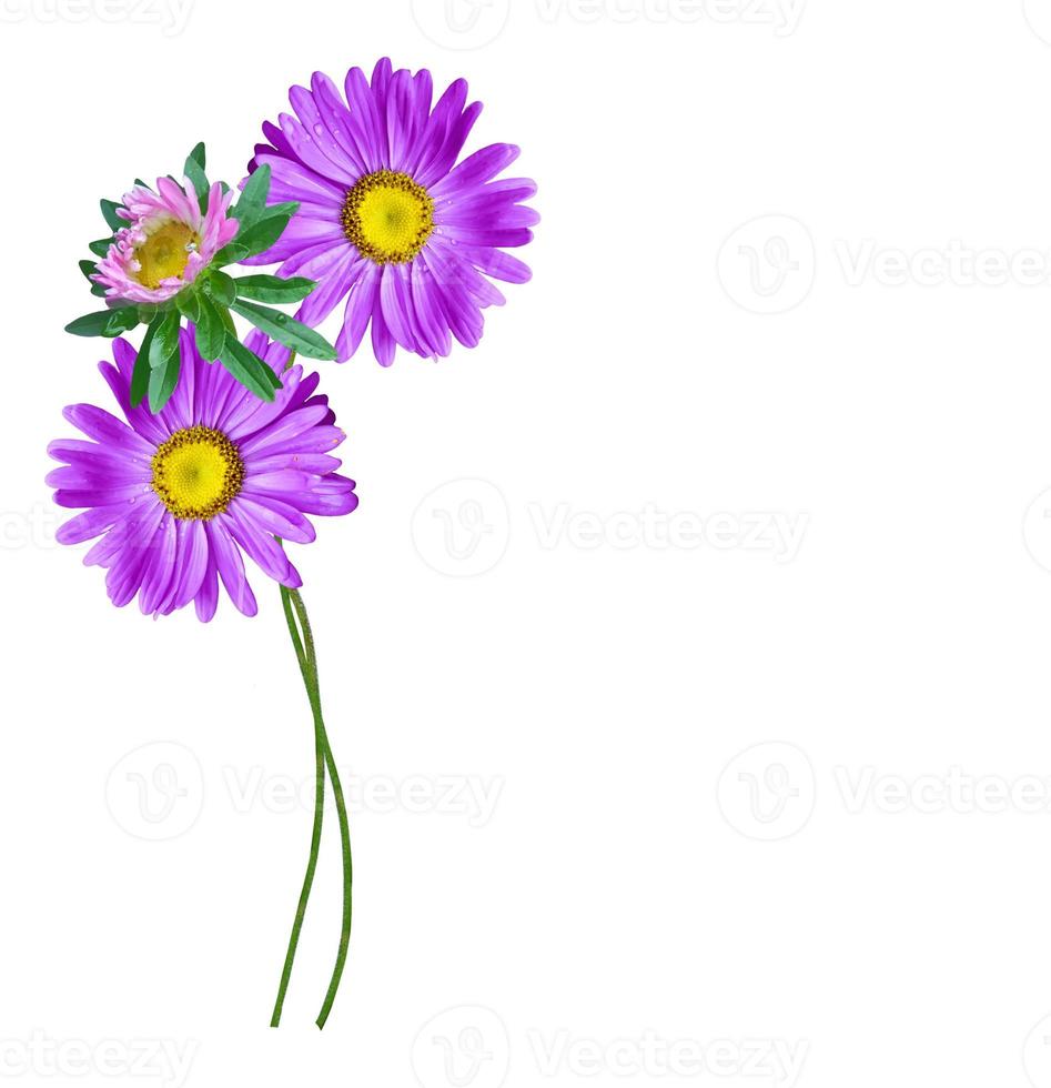 Michaelmas daisy flowers isolated on white background photo