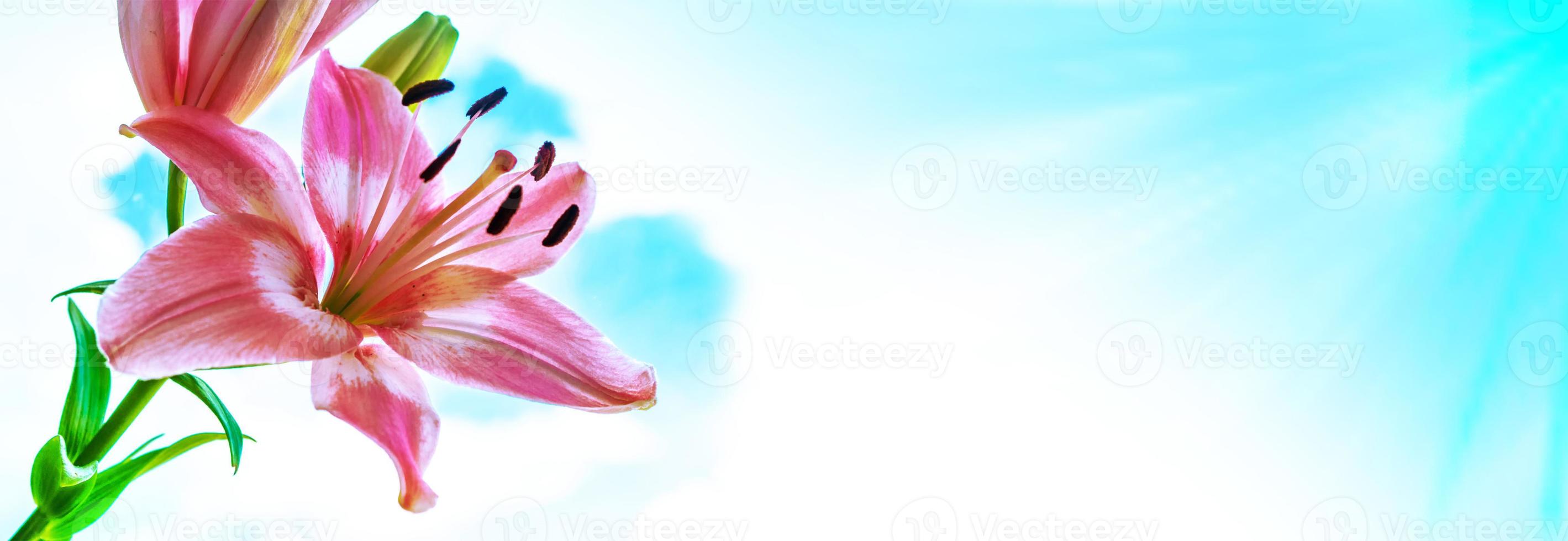 Colorful beautiful flowers lily on the background of the summer landscape. photo