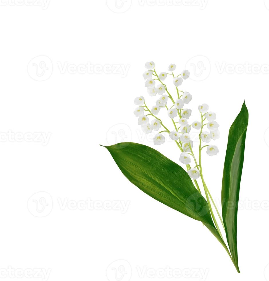 Lily of the valley flower photo