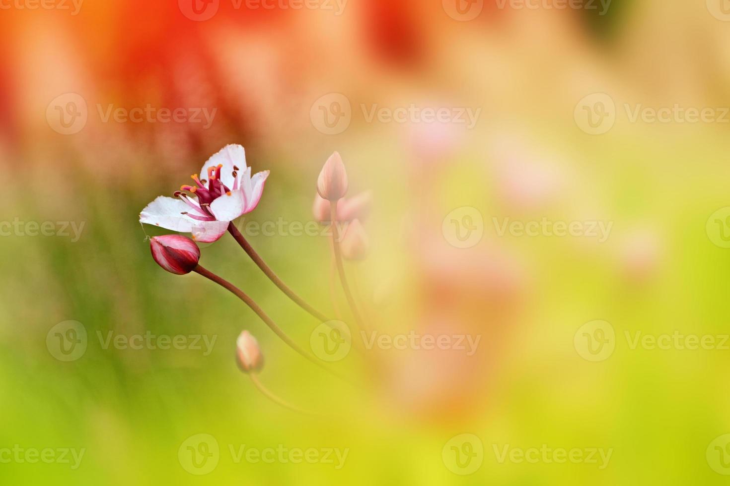 Blurred image of grass. photo