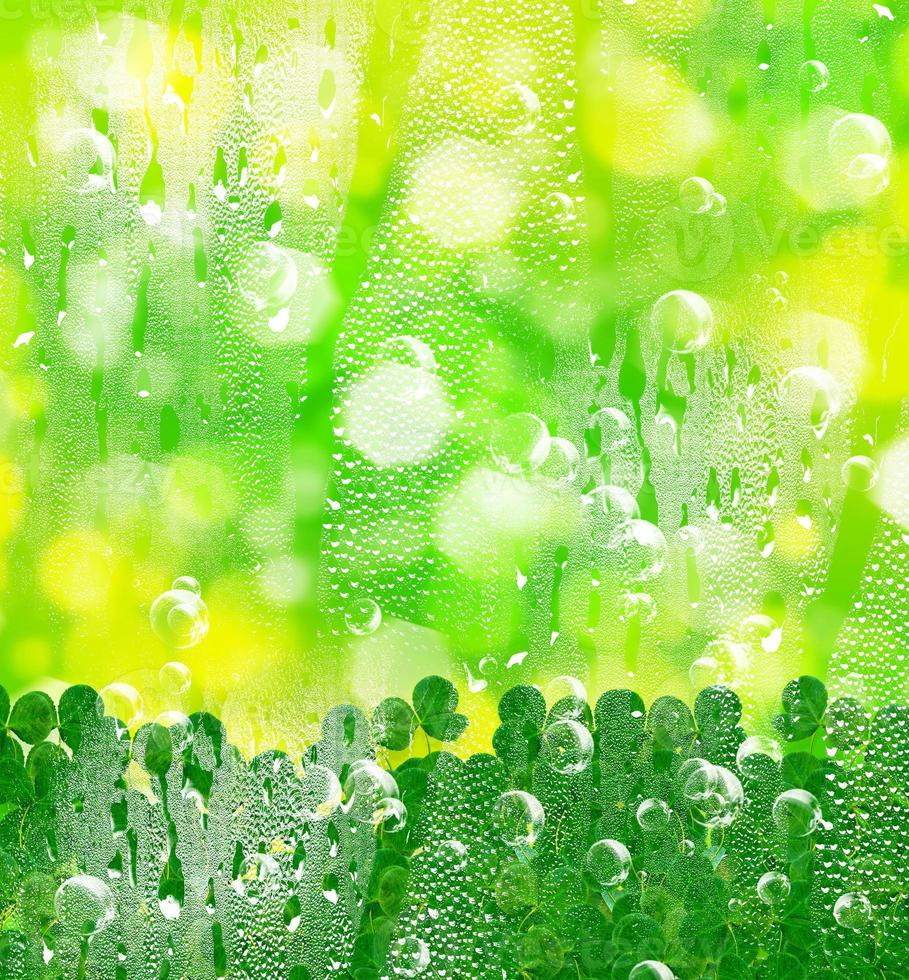 leaf clover. St.Patrick 's Day photo