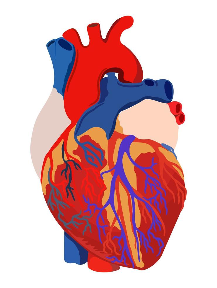 vector ilustración brillante del corazón anatómico aislado sobre fondo blanco.