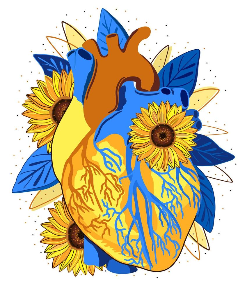 Vector isolated illustration of anatomical heart with sunflowers. Yellow and blue colors.