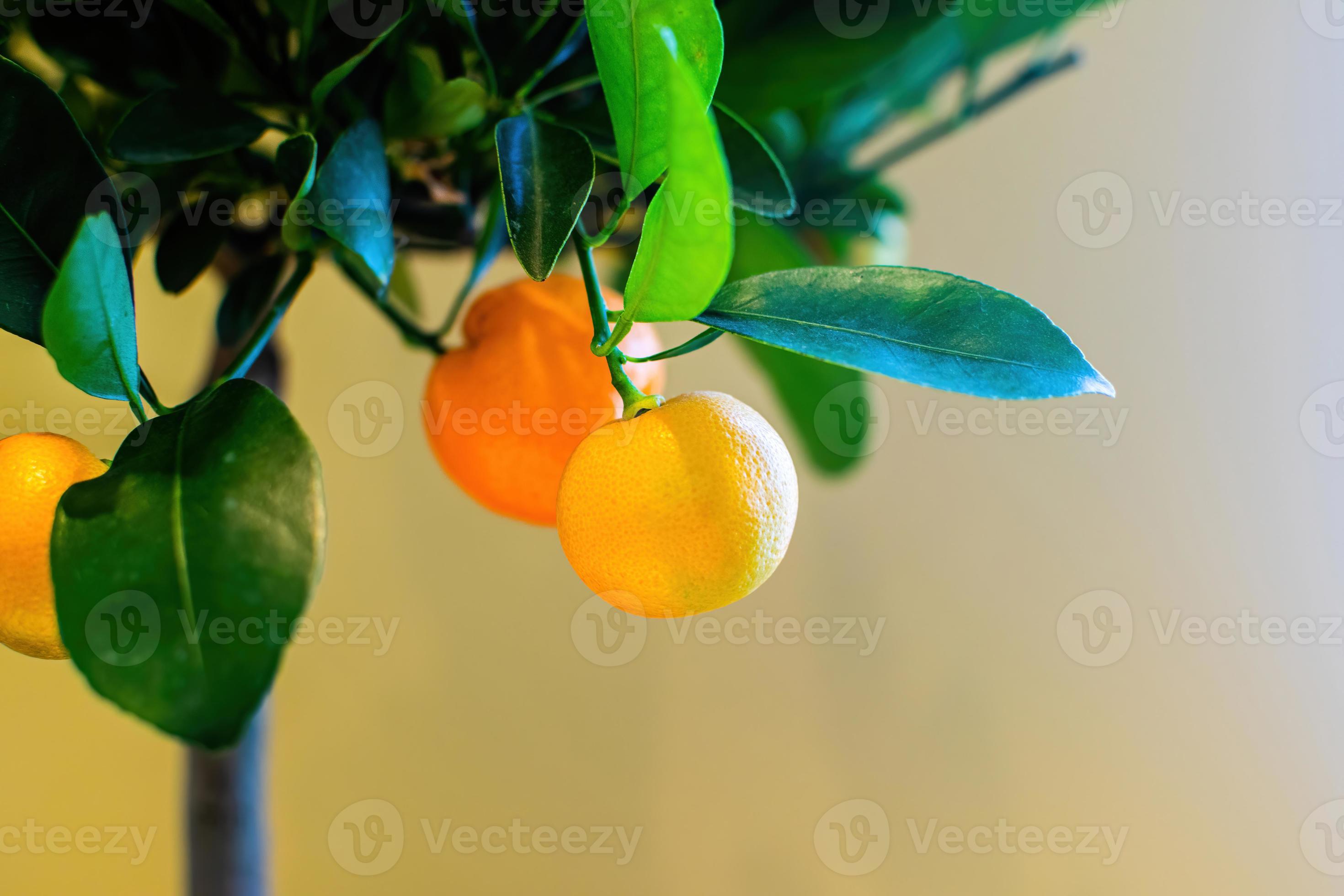 Small tangerine tree in a pot on the windowsill in the house. 9900498