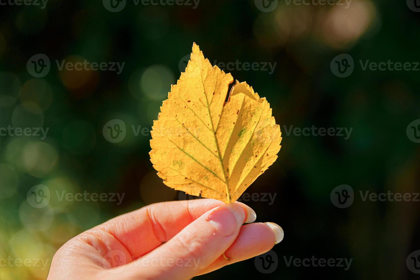 Closeup natural autumn fall view woman hands holding yellow leaf on dark park background. Inspirational nature october or september wallpaper. Change of seasons concept. photo
