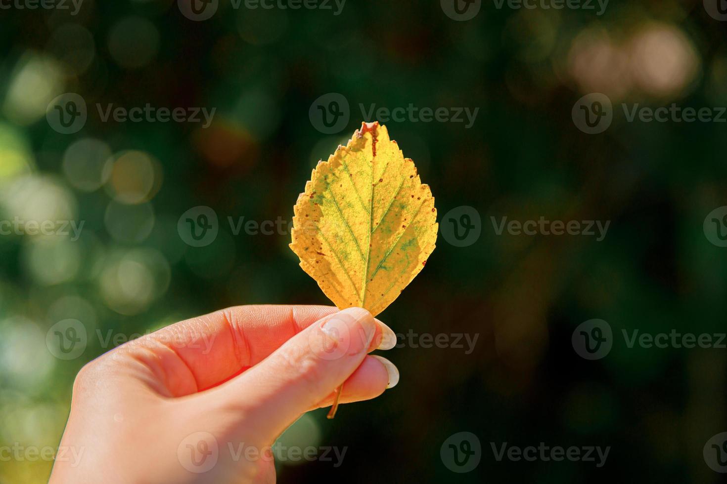 Closeup natural autumn fall view woman hands holding yellow leaf on dark park background. Inspirational nature october or september wallpaper. Change of seasons concept. photo