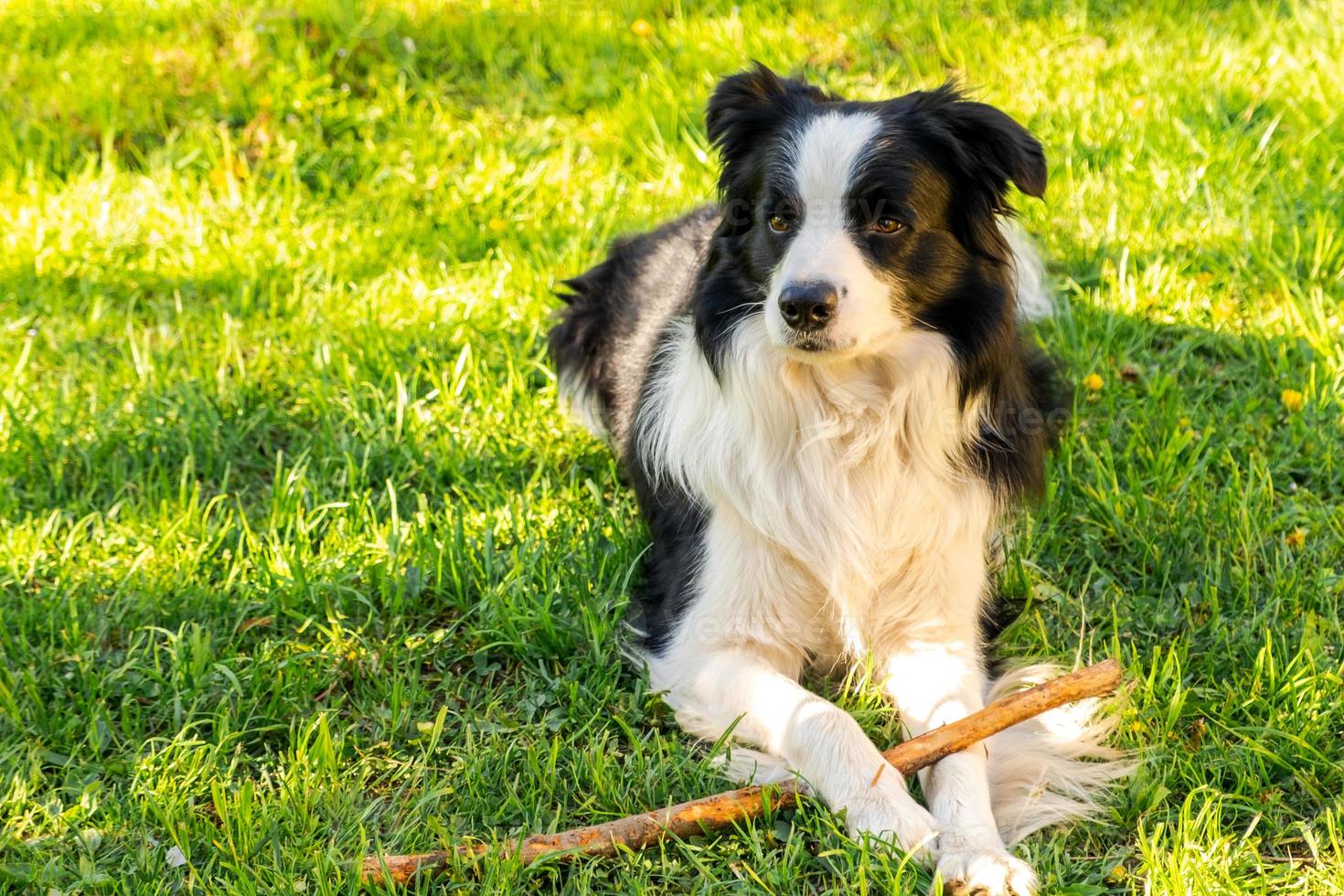 Pet activity. Cute puppy dog border collie lying down on grass chewing on stick. Pet dog with funny face in sunny summer day outdoors. Pet care and funny animals life concept. photo