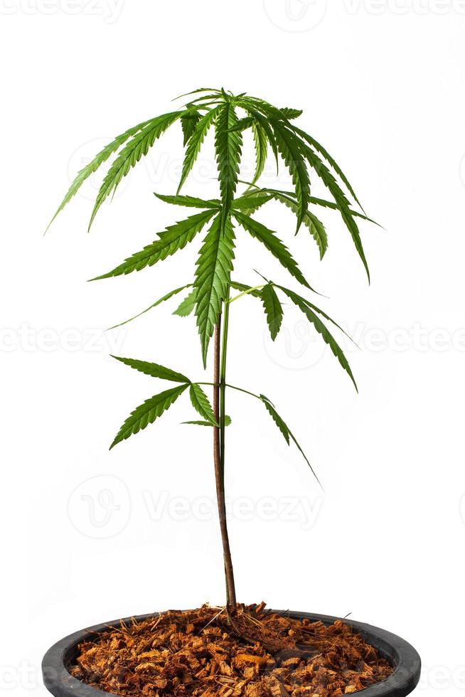 cannabis plant or hemp on isolate white background, marijuana as a medicinal herb cutout of the backdrop with clipping path,front view. photo
