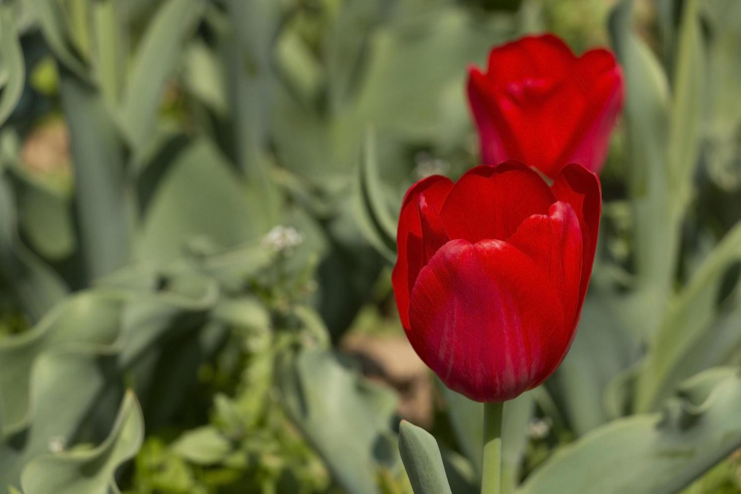 red tulip close-up photo