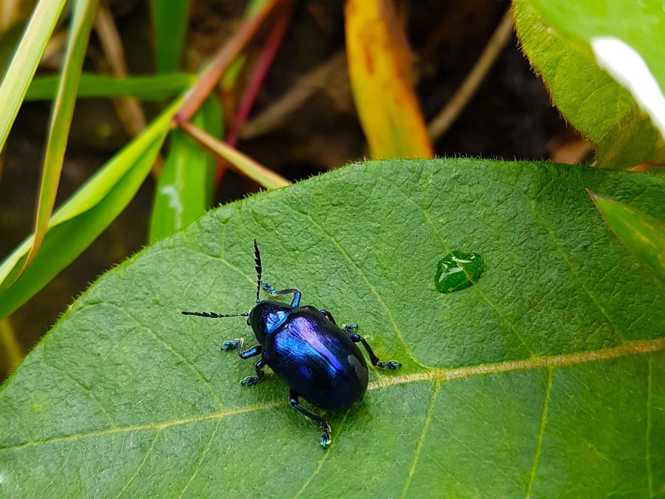 escarabajo de hoja azul en hoja verde en enfoque suave. foto