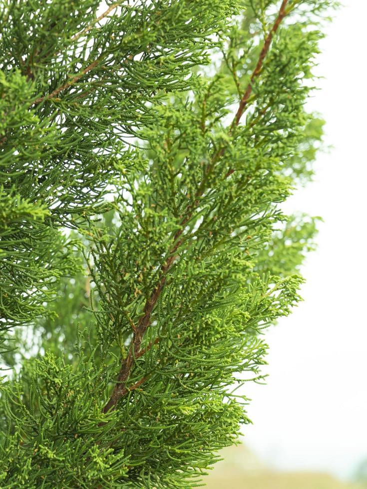 Kaizuka pine or Juniperus chinensis in Cupressaceae family. photo