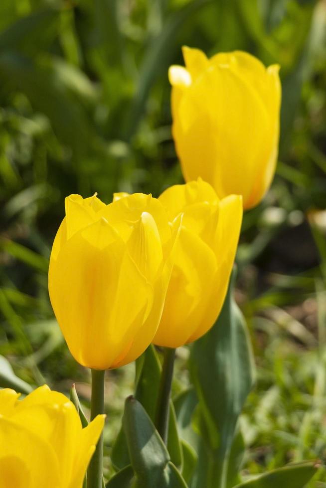 Yellow tulip flower in close-up and defocus. photo