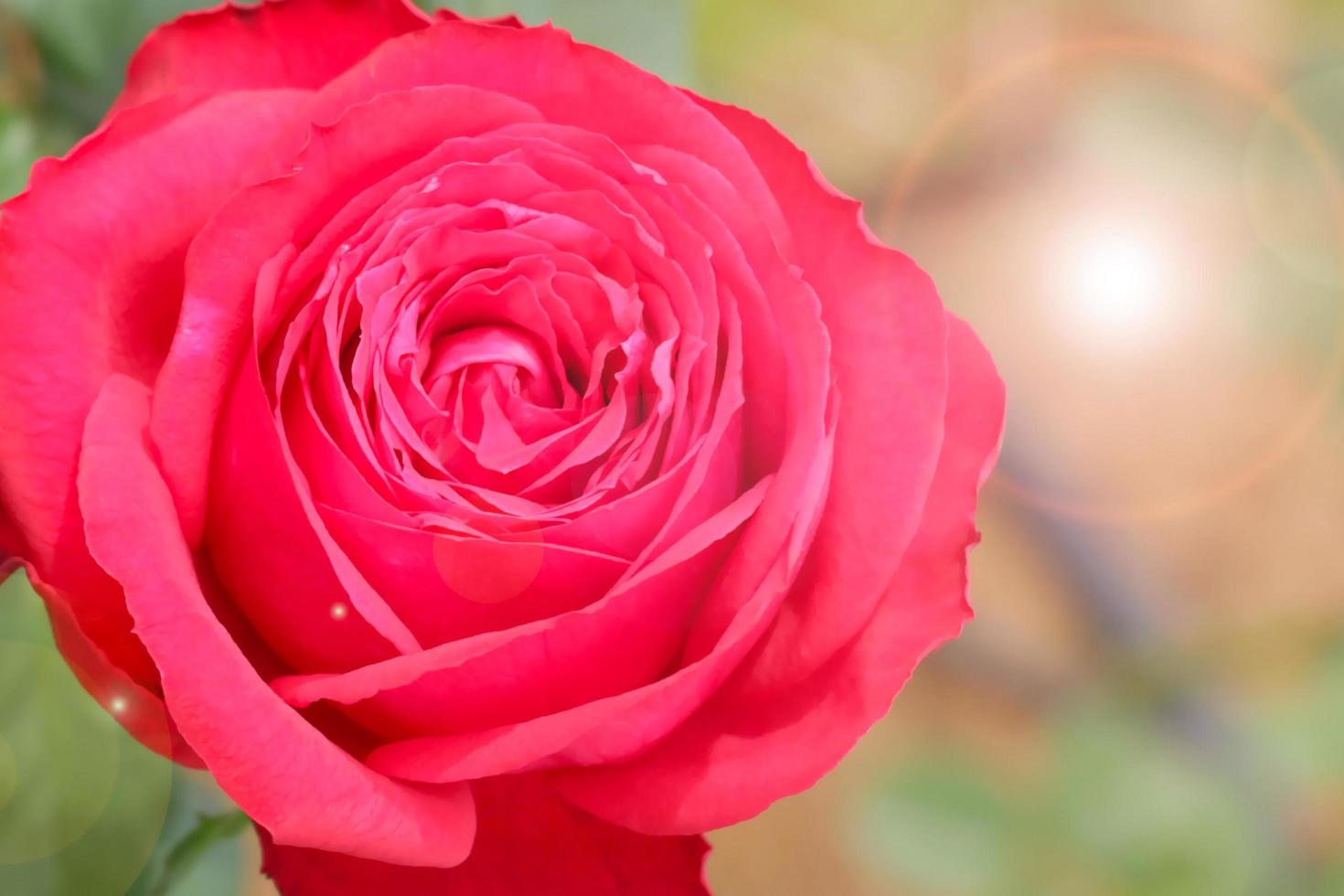 red rose with many petal layers in close up. photo