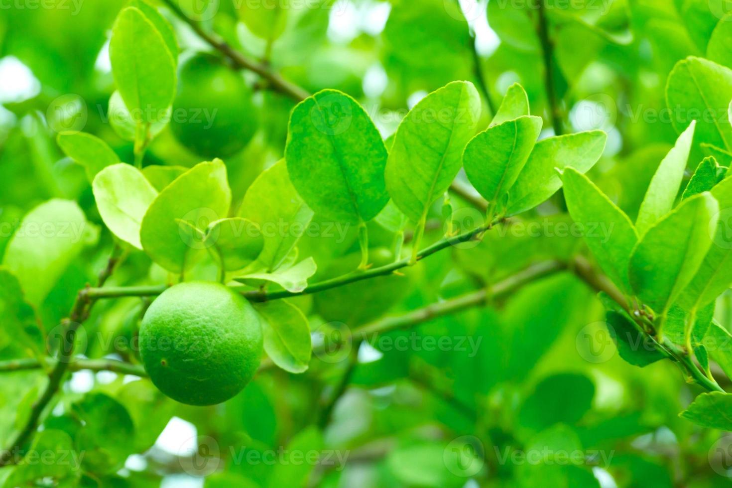 Fresh green lemon on tree with green garden background. photo