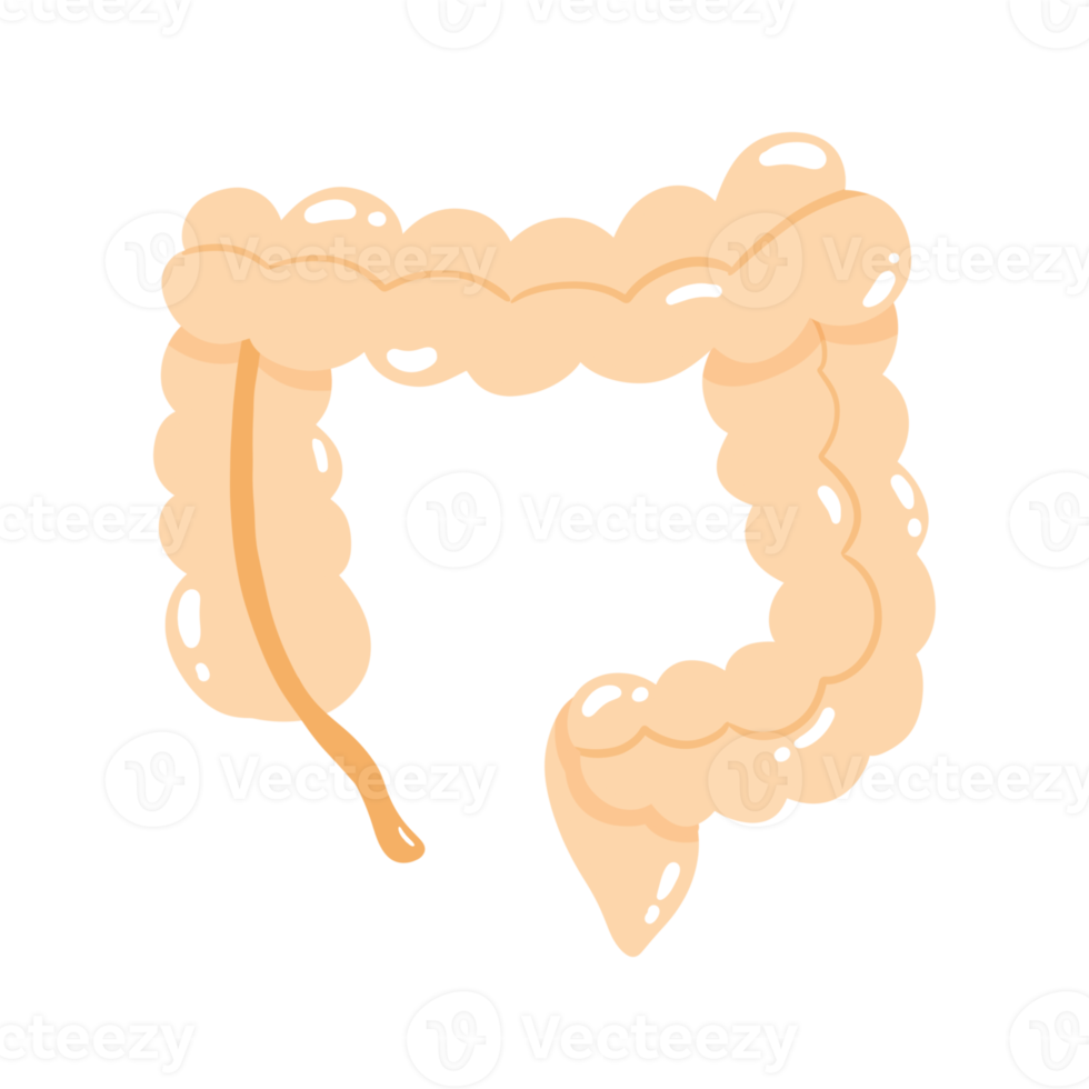 Large intestine illustration png