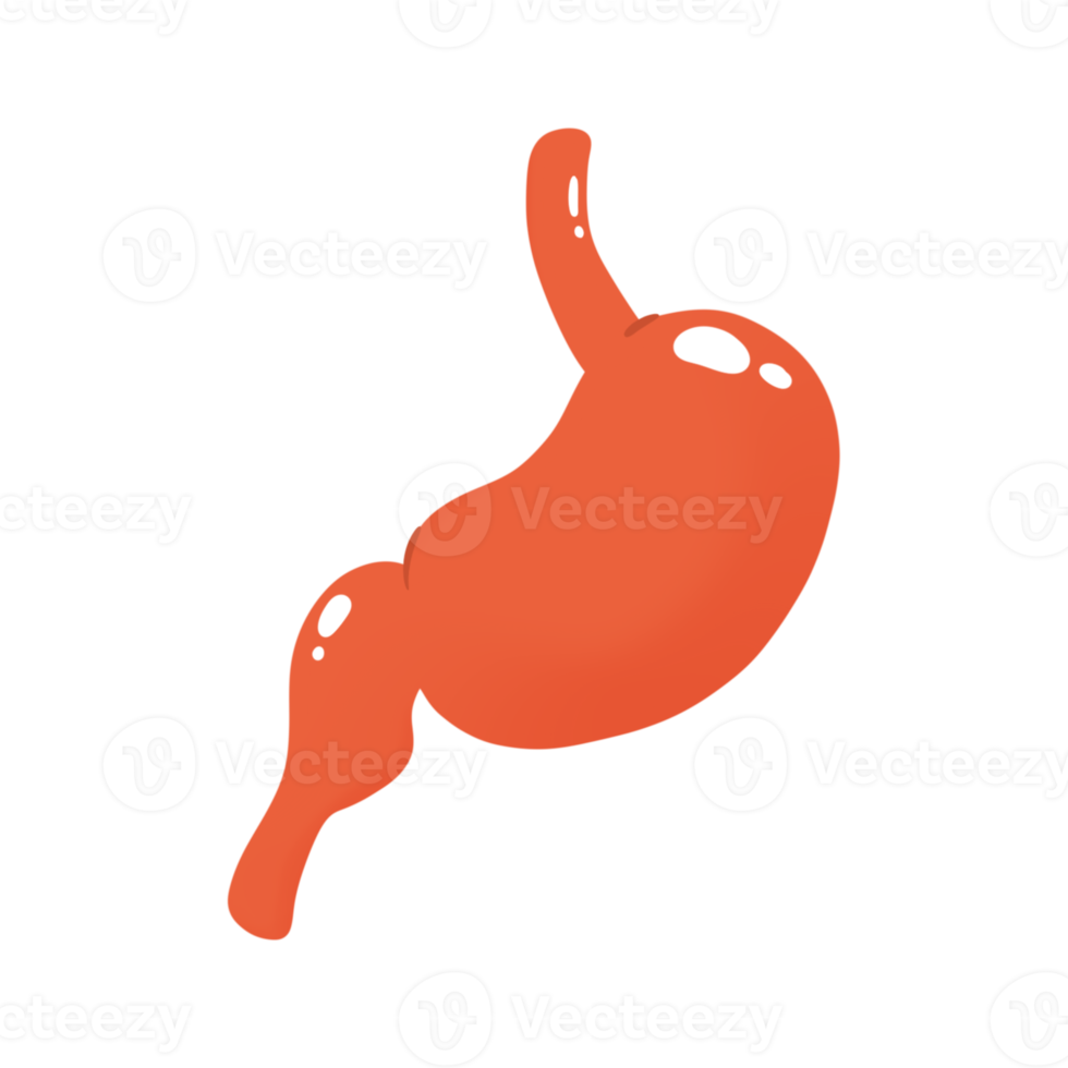 Human stomach illustration png