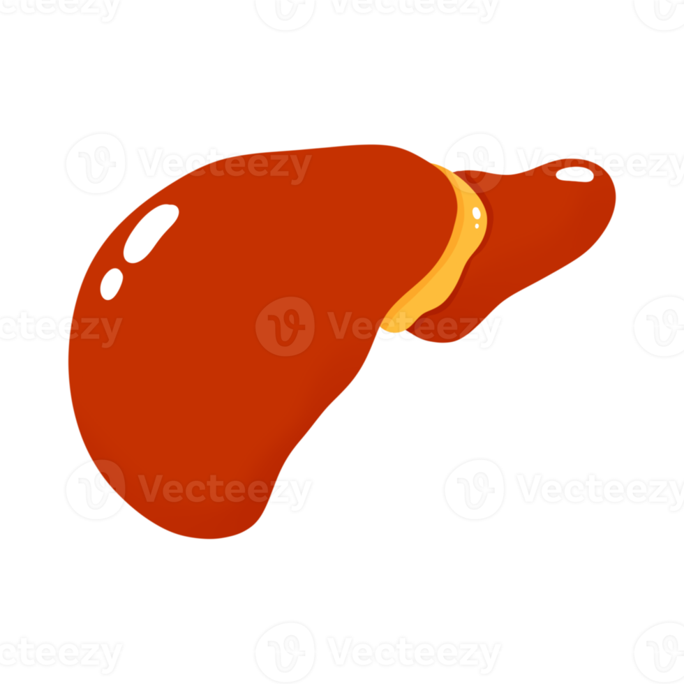 Human liver illustration png