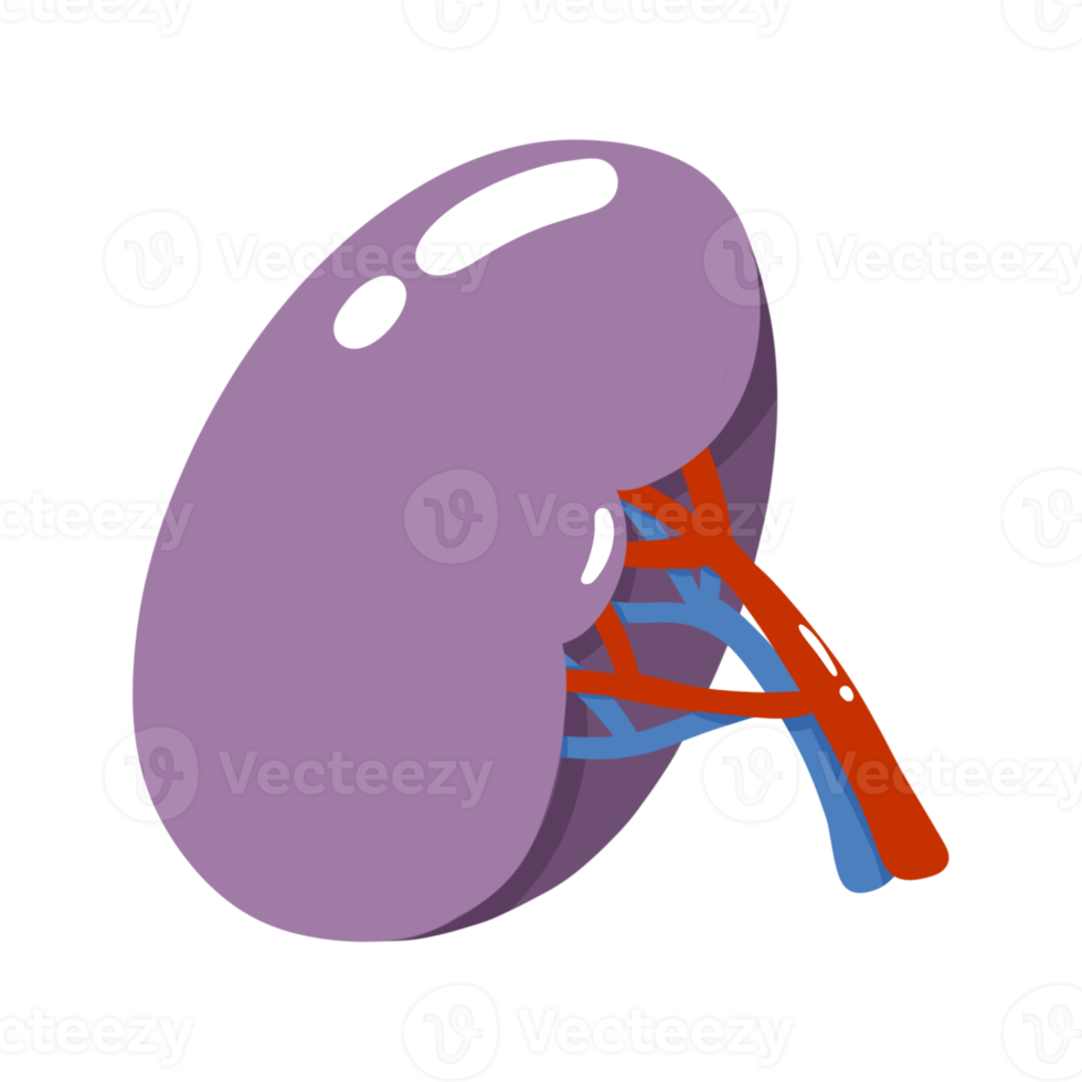 Human kidney illustration png