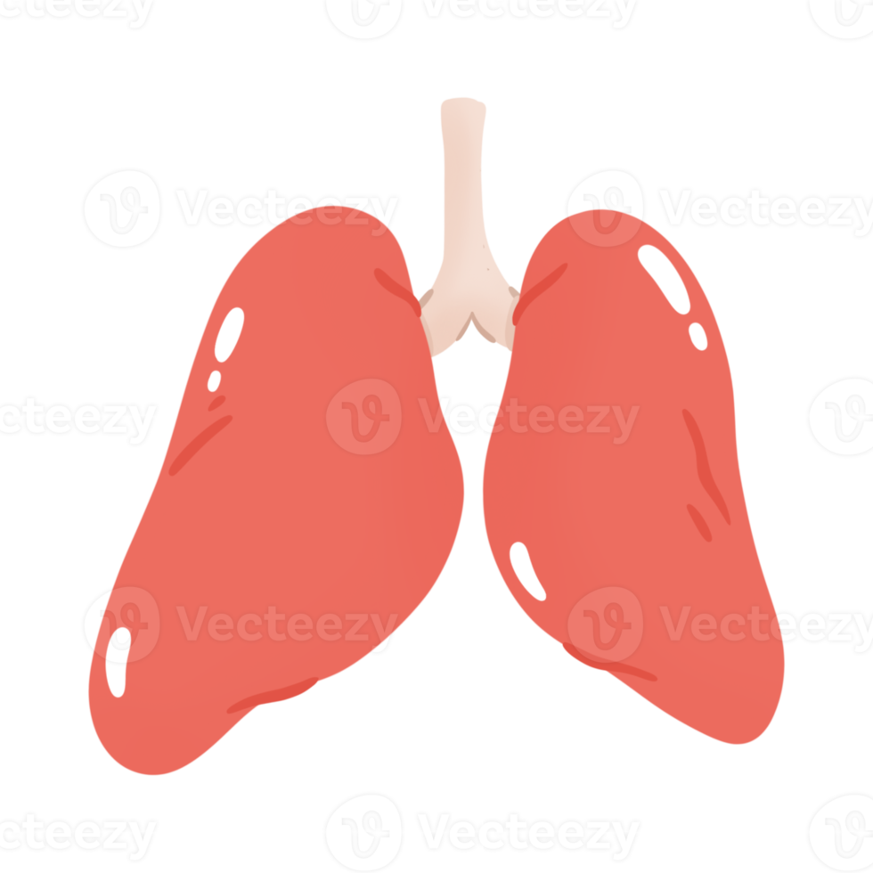 Human lungs illustration png