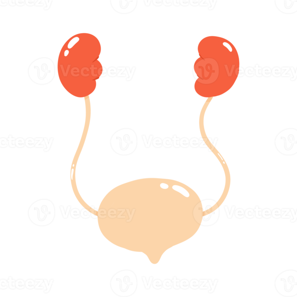 Urinary System illustration png