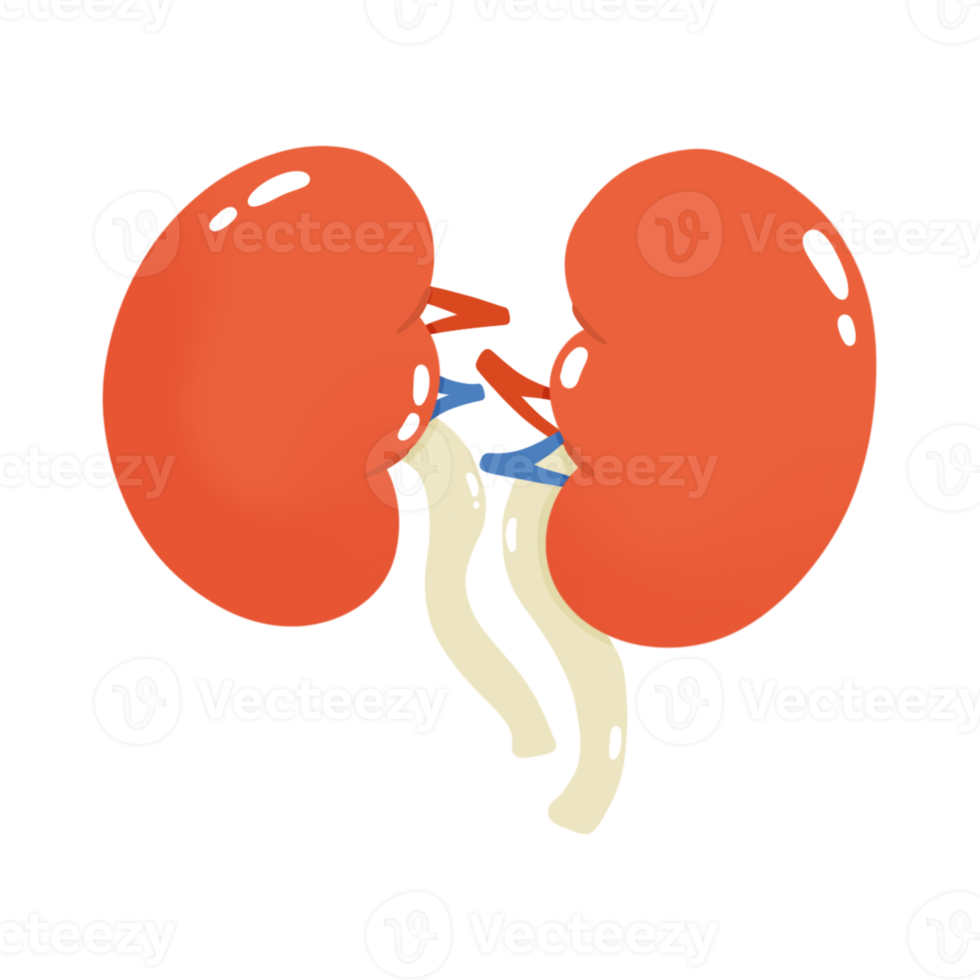 Human kidney illustration png