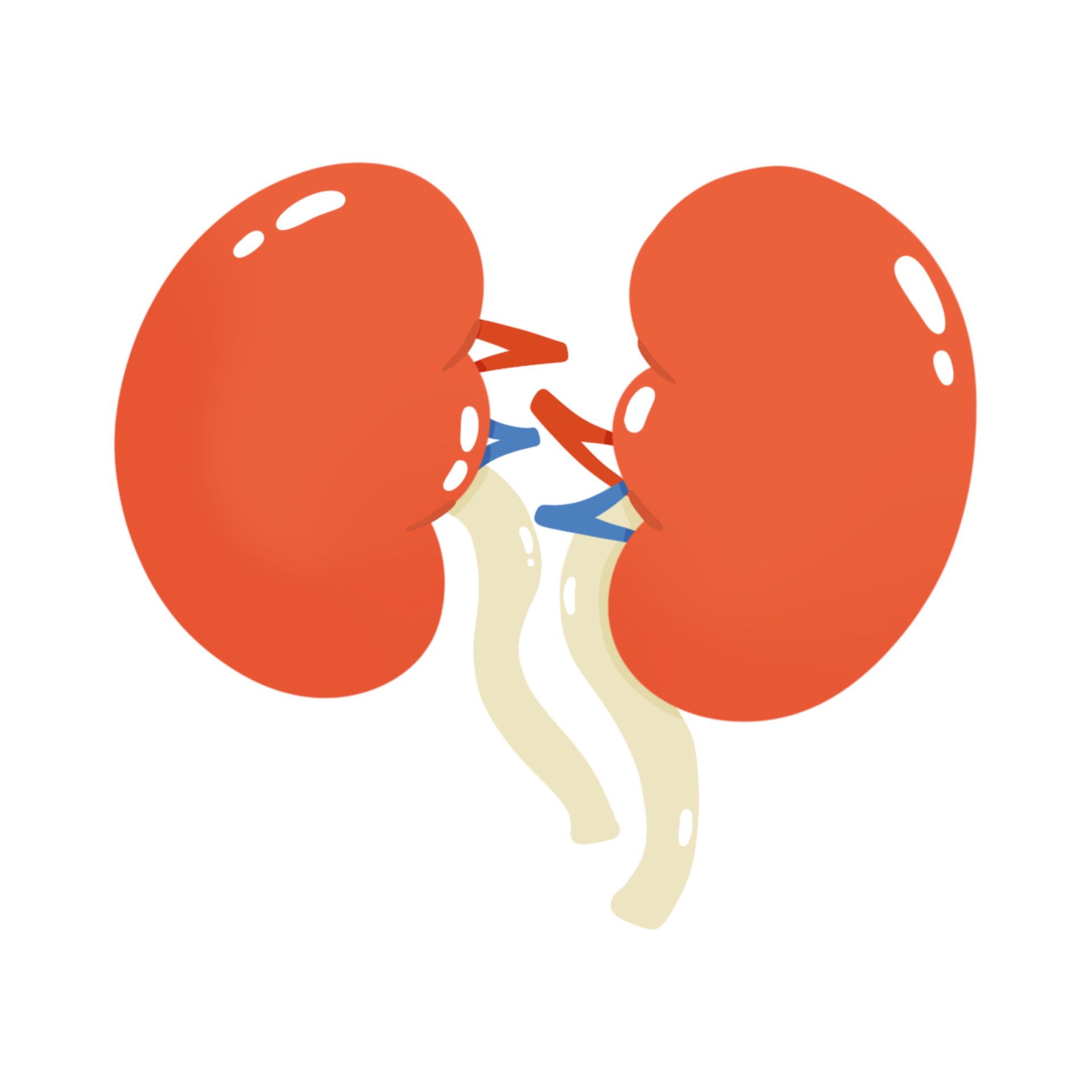Human Kidney Illustration 9902278 PNG human-kidney-illustration-9902278-png