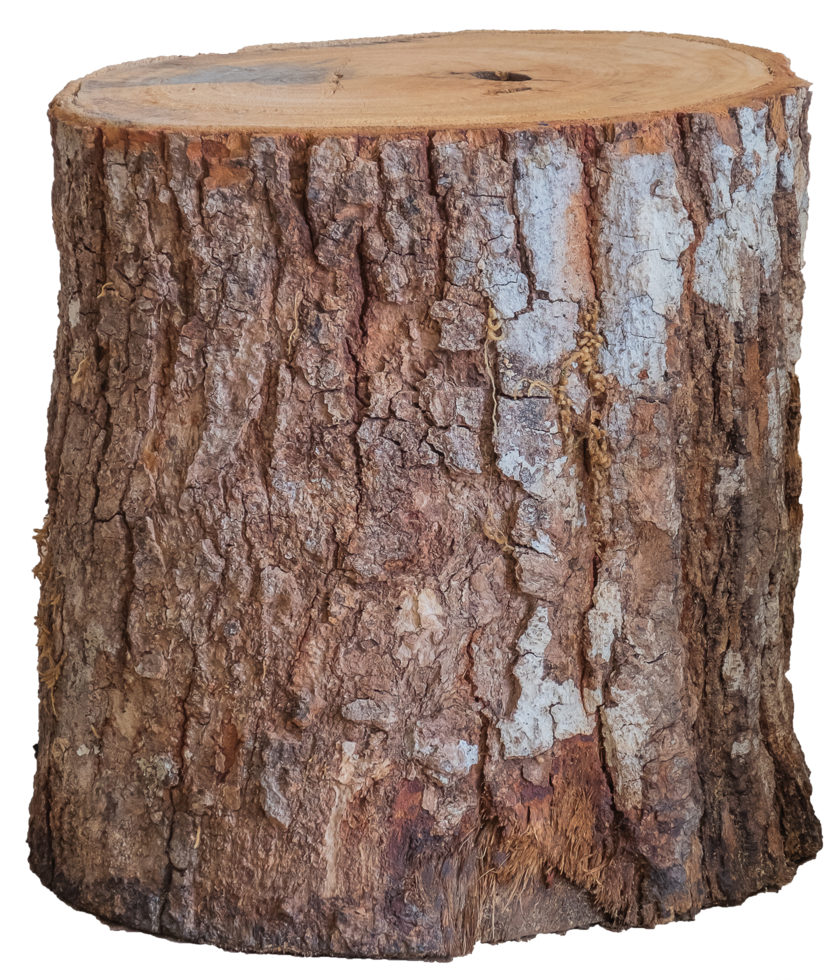 isolated wooden log tree trunk transparent background. png