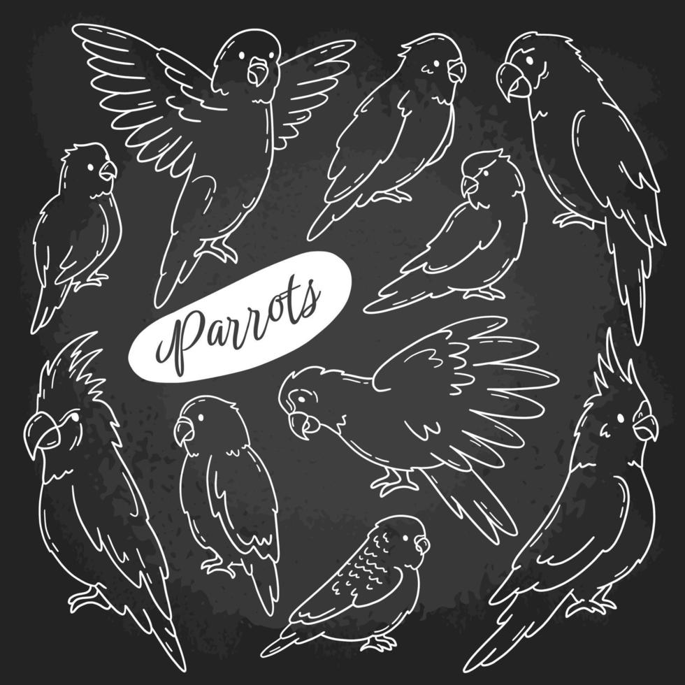Parrots and tropical birds hand drawn chalk set on the blackboard vector