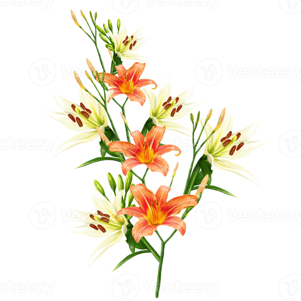 bouquet di fiori di giglio bianco e arancione, illustrazione daylily png