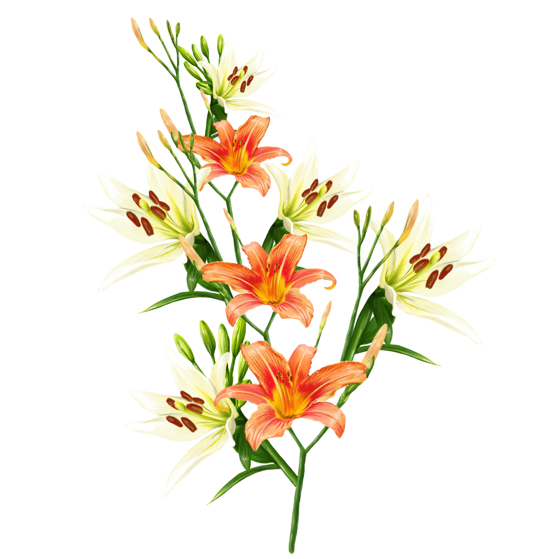bouquet of white and orange lily flowers, daylily illustration 9904338 PNG