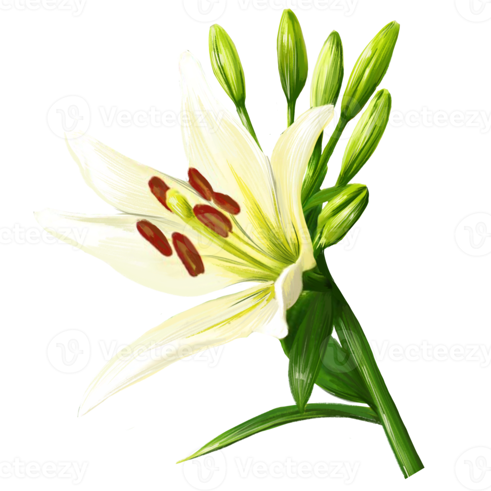 blooming white lily flower illustration png