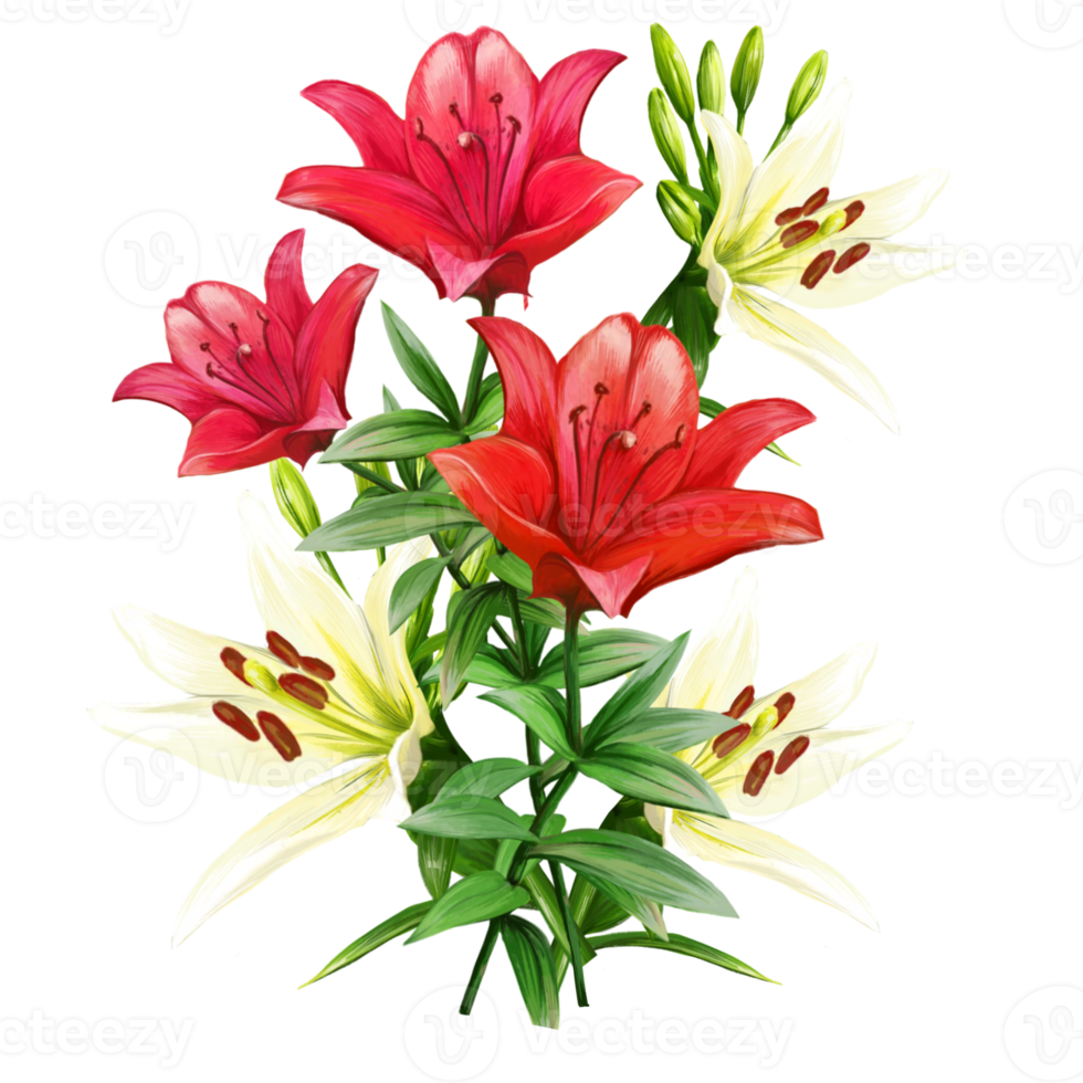 bouquet of flowers of multicolored lilies, daylily illustration png