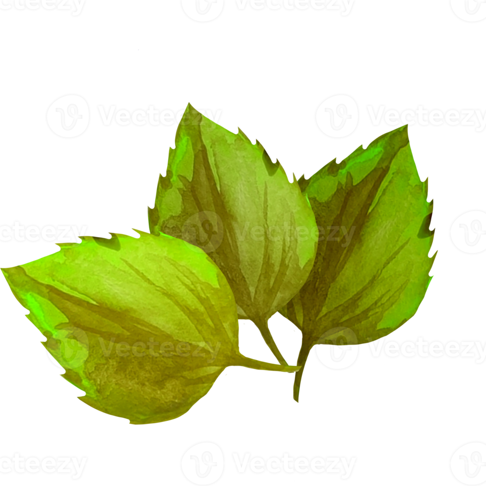 dry birch leaf png