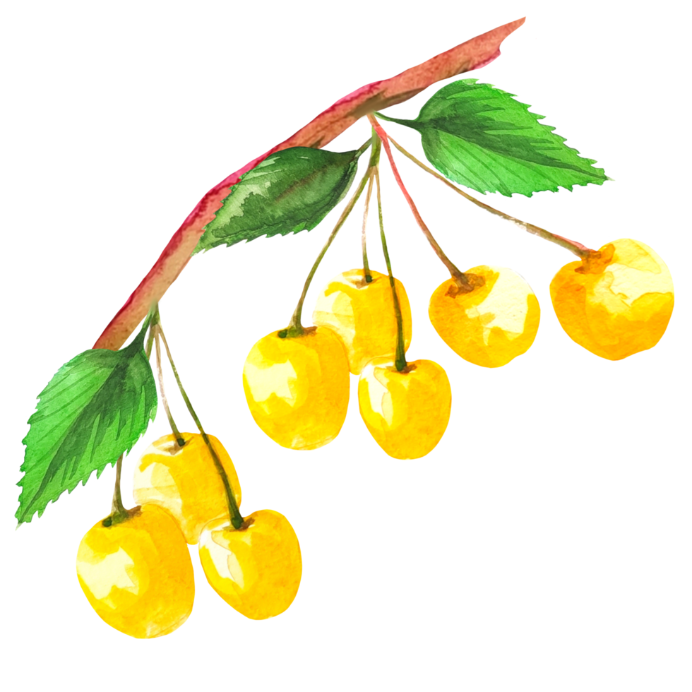 ilustração amarelo cereja png