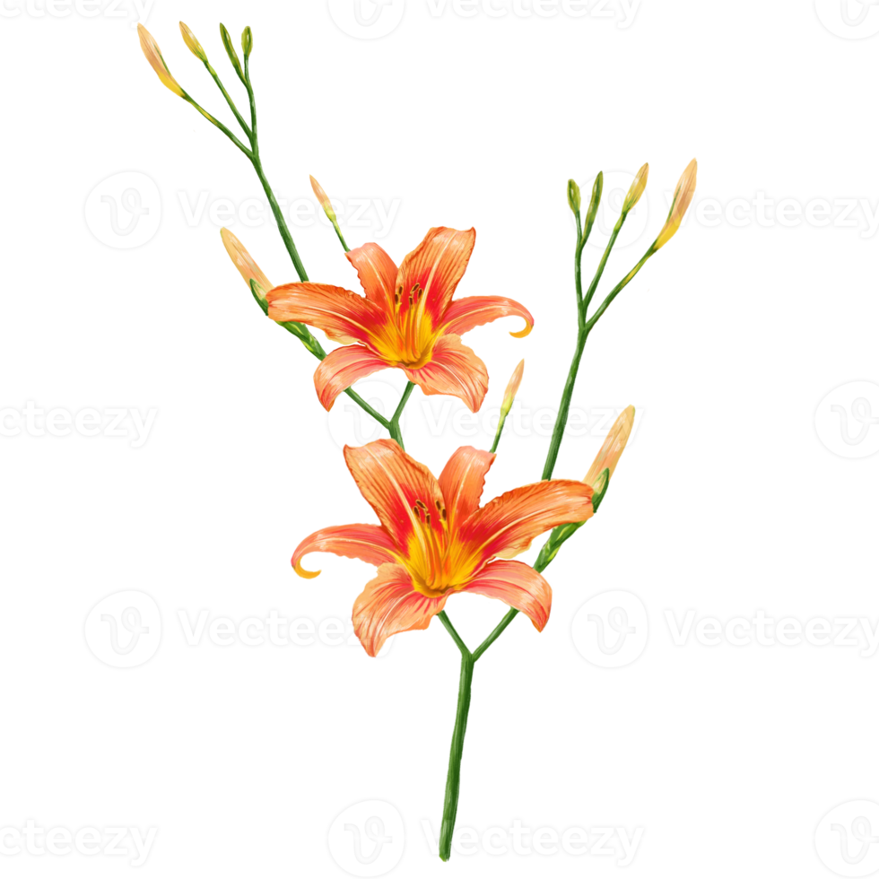 orange lily flowers, daylily illustration png