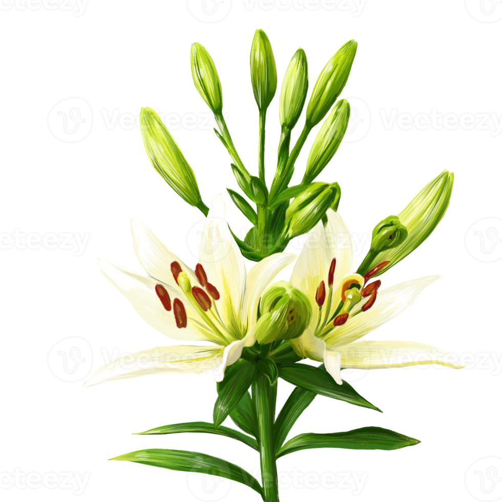 bouquet of white lily flowers, daylily illustration png