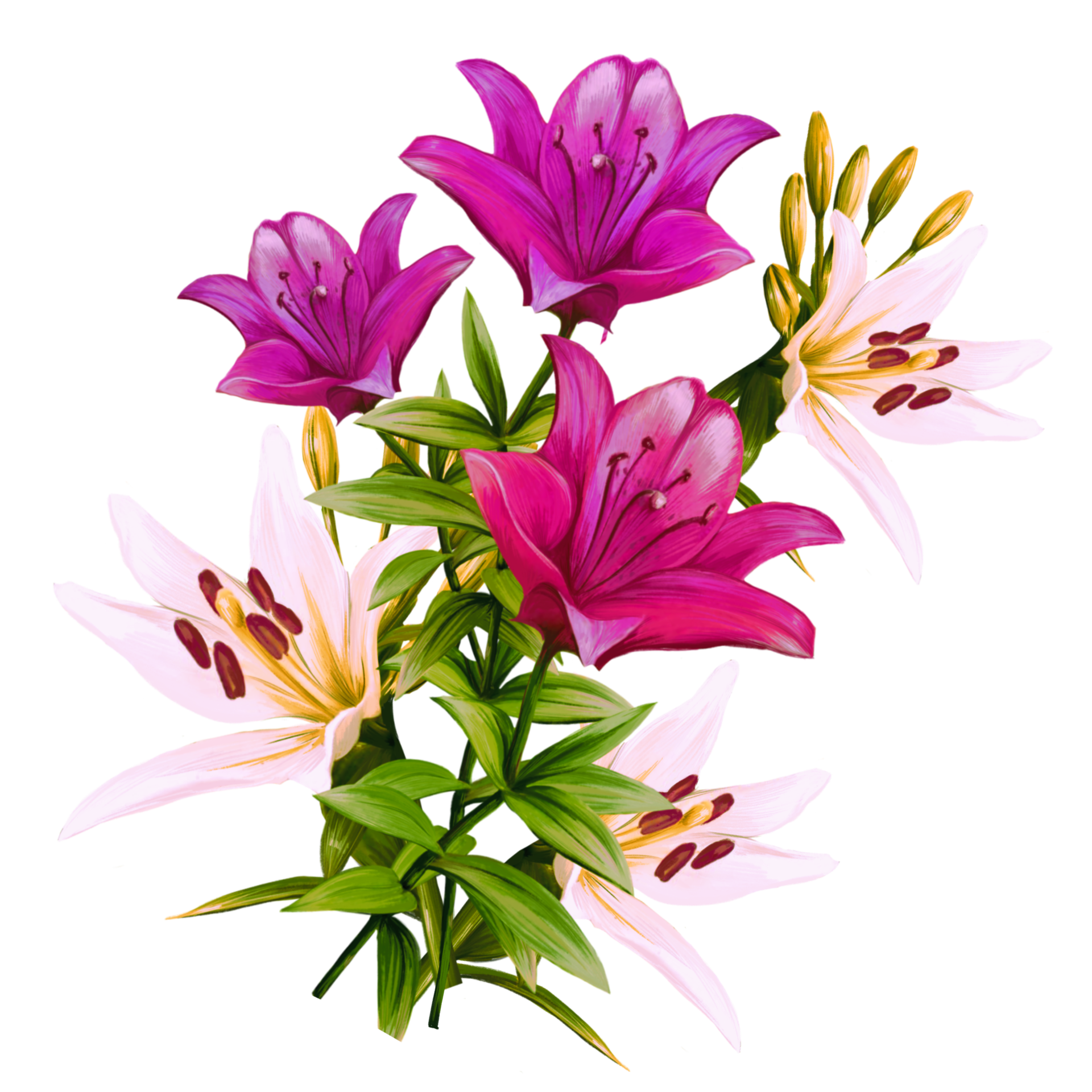 Free ramo de flores de lirios multicolores, ilustración de azucenas 9904347  PNG with Transparent Background