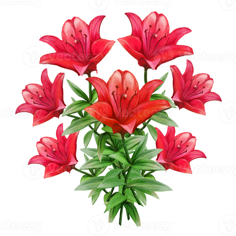 illustration de bouquet de fleurs de lys rouge png