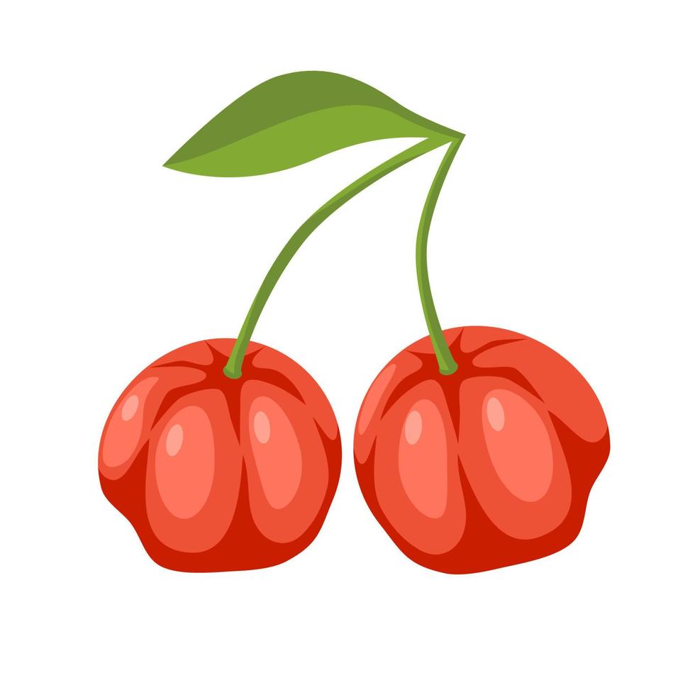 dos bayas de cereza acerola rojas con hoja verde ilustración vectorial dibujada a mano de alimentos ricos en vitaminas aislados en blanco. vector