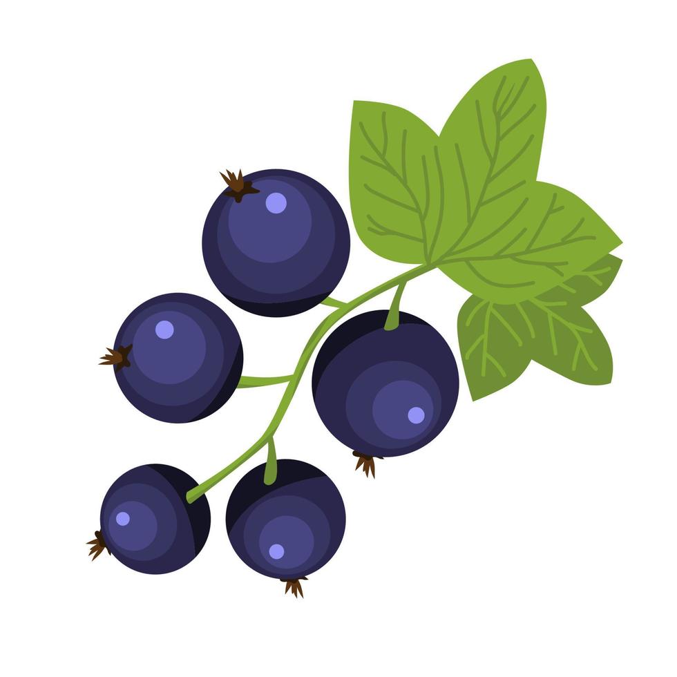 Black currant berry brunch hand drawn icon green leaves dark blue berries vector illustration of rich vitamin food