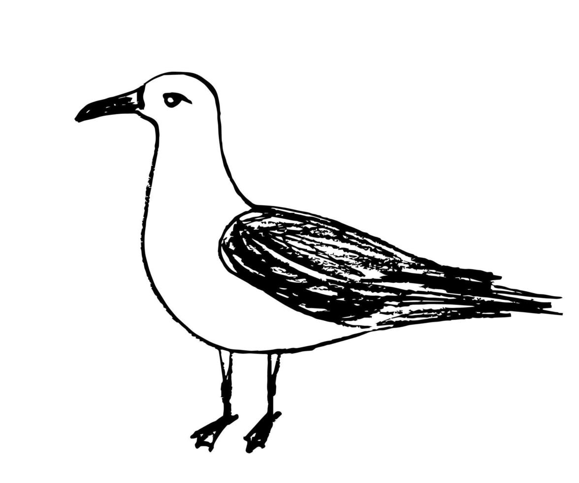 Hand-drawn simple vector drawing of charcoal pencil. Side view seagull bird in a standing pose isolated on a white background. Nature, coast, ornithology.