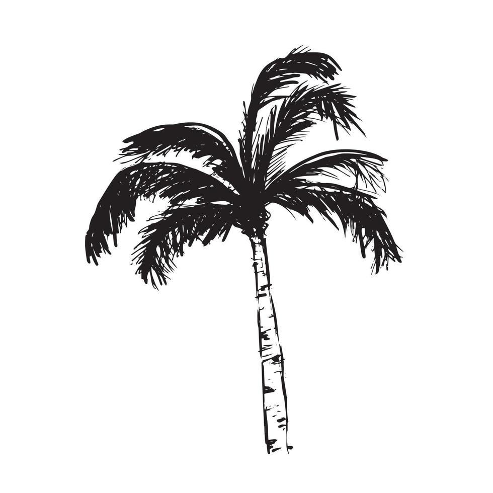 Ilustración de vector de bosquejo de árbol de coco