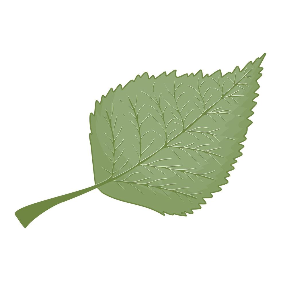 Simple pastel green elm leaf in flat style isolated on white background vector