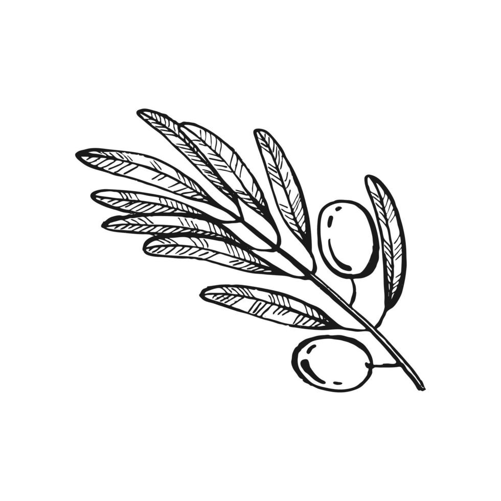 Olive branches. Olive fruits bunch and olive branches with leaves. Hand drawn illustration converted to vector. vector