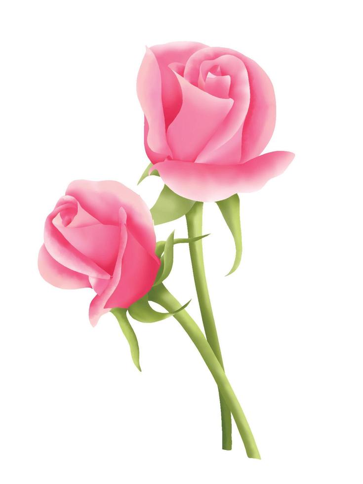 Pink rose hand drawn watercolor decorate for invitation of the wedding