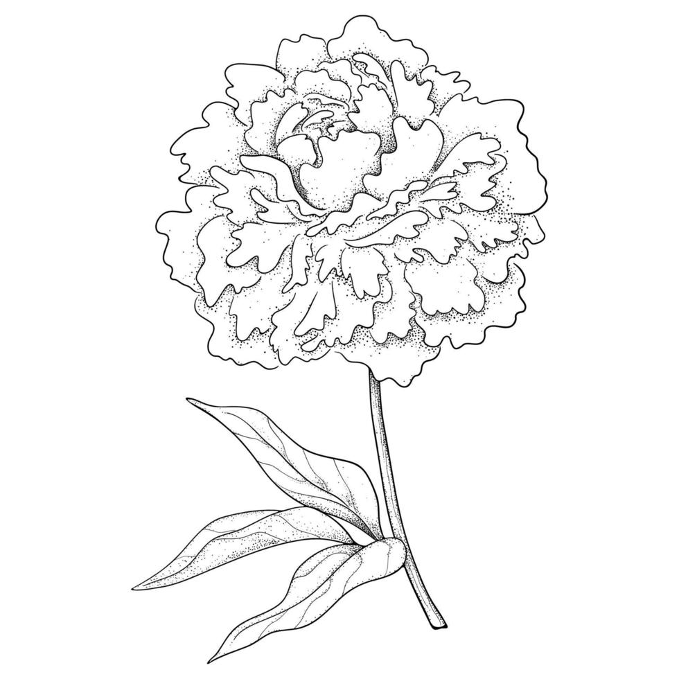 Vector Illustration of Peony Flower.